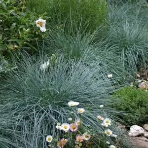 Festuca 'Compact Blue'